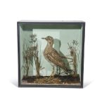 Taxidermy cased Stone Curlew in naturalistic setting, by H N Pashley, 46 x 46cm