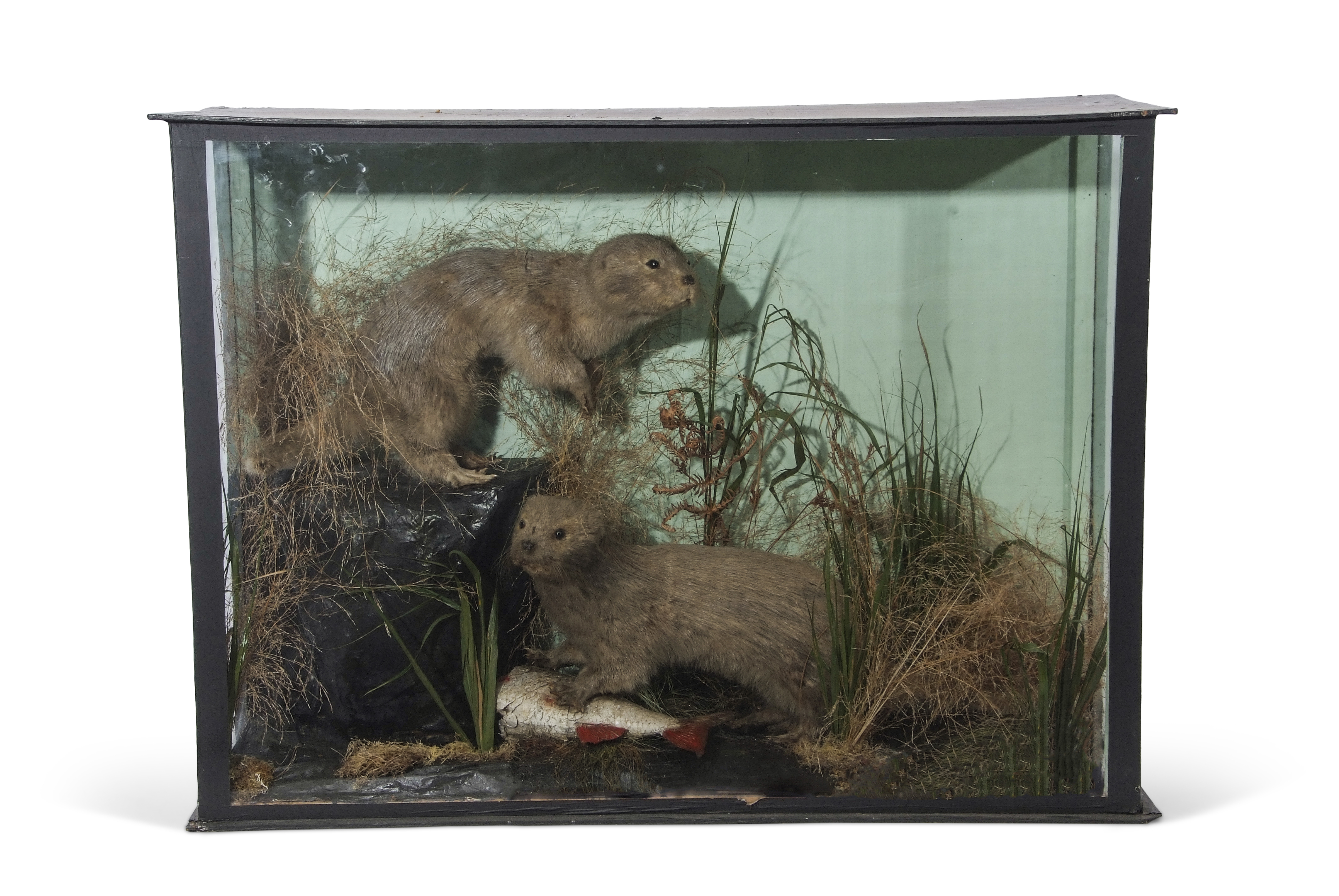 Taxidermy cased pair of Otter cubs in naturalistic setting, 61 x 84cm