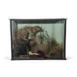 Taxidermy cased pair of Otter cubs in naturalistic setting, 61 x 84cm