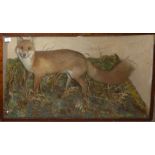 Taxidermy cased Fox in naturalistic setting, 57 x 95cm