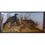 Taxidermy cased pair of Blackcock in naturalistic setting, 43 x 90cm