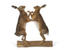 Taxidermy uncased pair of boxing Hares on wooden base