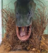 Taxidermy cased Head of a Pike in naturalistic setting, 34 x 31cm