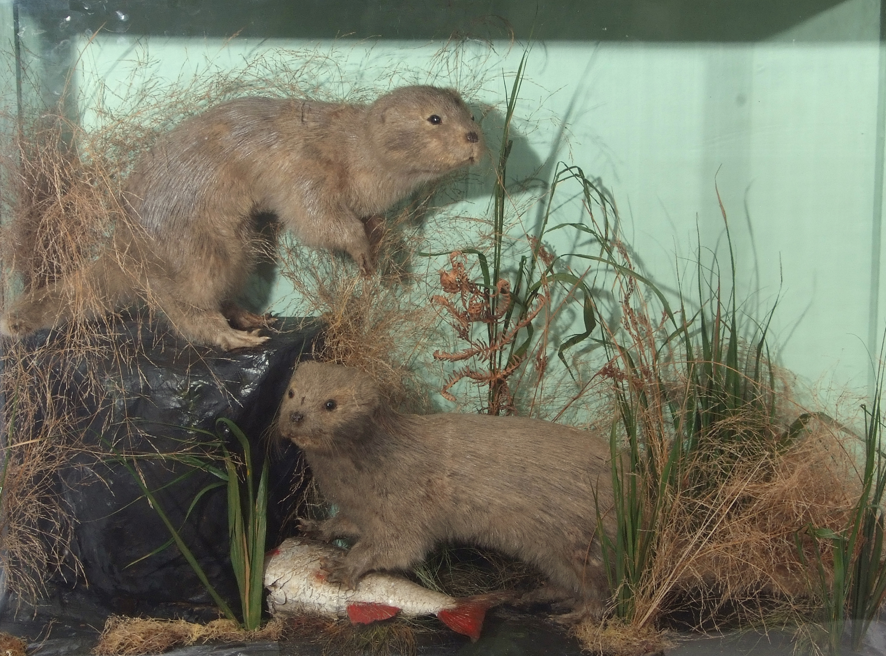 Taxidermy cased pair of Otter cubs in naturalistic setting, 61 x 84cm - Image 2 of 2