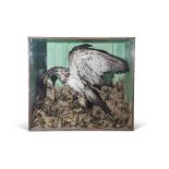 Taxidermy cased Bird of Prey with rabbit in naturalistic setting, 95 x 107cm (possibly American