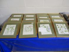 QUANTITY OF PRINTS OF WILD FLOWERS, ALL IN GILT WOODEN FRAMES (16)