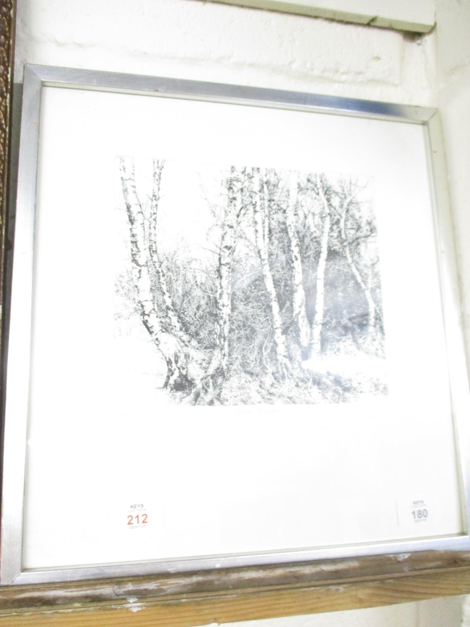 SIGNED ENGRAVING “SILVER BIRCHES”