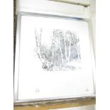 SIGNED ENGRAVING “SILVER BIRCHES”