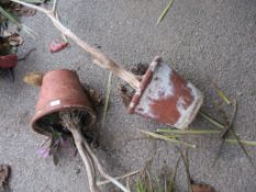 TWO LARGE TERRACOTTA PLANT POTS COMPLETE WITH CONTENTS