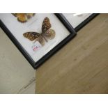 FOUR CASES OF VARIOUS PRESERVED BUTTERFLIES