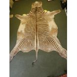 An adult Zebra skin, measured from tip of tail to nose & from foot to foot 347 x 236 cm