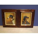 Oil on board, two portrait studdies of dogs hears, signed lower right Tom Pamore, 24 x 18 cm, framed