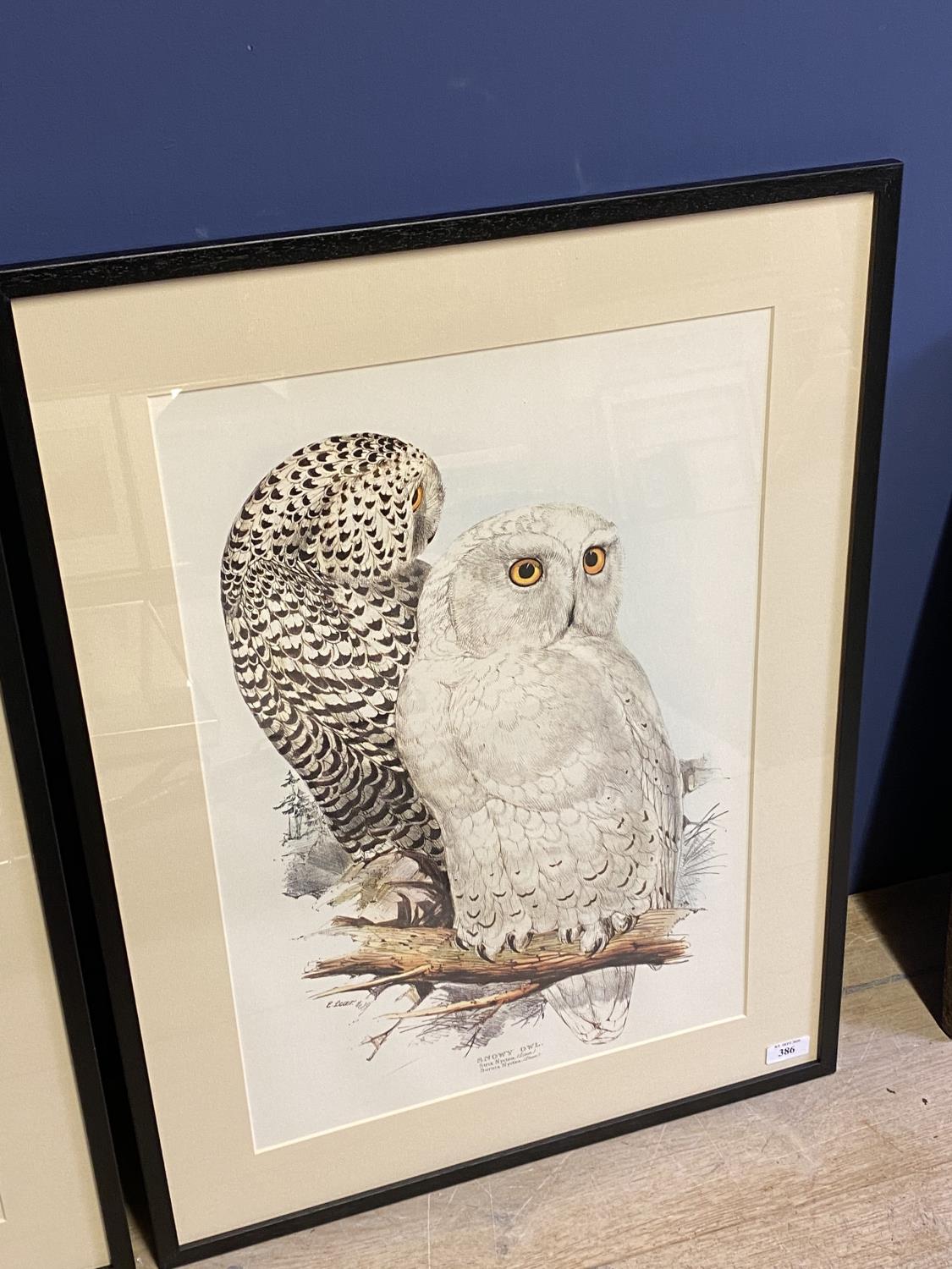 AFTER Edward Lear (1812-1888) Set of 3 prints of hand coloured lithographs of owls - Image 4 of 4
