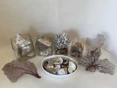 Quantity of shells and coral CONDITION: general wear etc