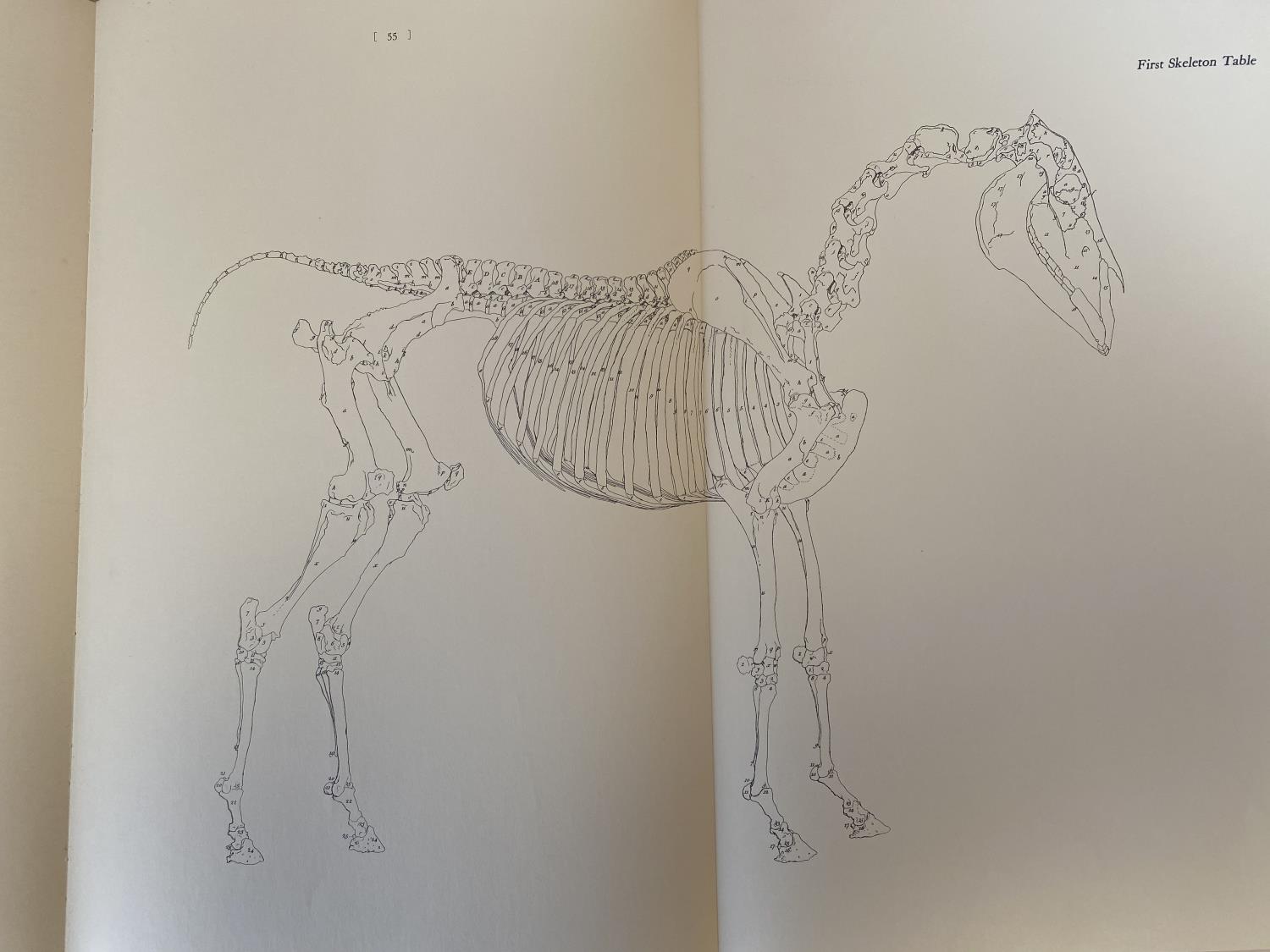 Book: The Anatomy of the Horse by George Stubbs, published by J A Allen in 1965 - Image 8 of 15