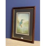 R FLETCHER watercolour of a Kingfisher signed and dated lower right 2003, 31x21cm framed and glazed