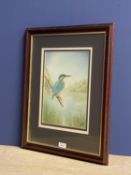 R FLETCHER watercolour of a Kingfisher signed and dated lower right 2003, 31x21cm framed and glazed