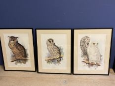 AFTER Edward Lear (1812-1888) Set of 3 prints of hand coloured lithographs of owls