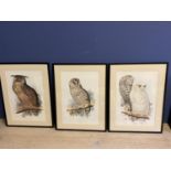 AFTER Edward Lear (1812-1888) Set of 3 prints of hand coloured lithographs of owls