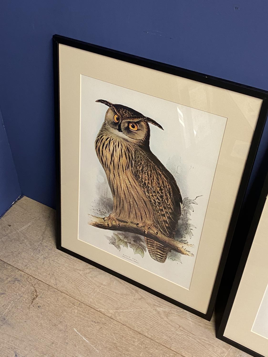 AFTER Edward Lear (1812-1888) Set of 3 prints of hand coloured lithographs of owls - Image 2 of 4