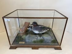 Cased taxidermy of 2 ducks, with label inside TAXIDERMIST PHILIP P LEGGETT BOLTON, 54 cm Wide