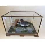 Cased taxidermy of 2 ducks, with label inside TAXIDERMIST PHILIP P LEGGETT BOLTON, 54 cm Wide