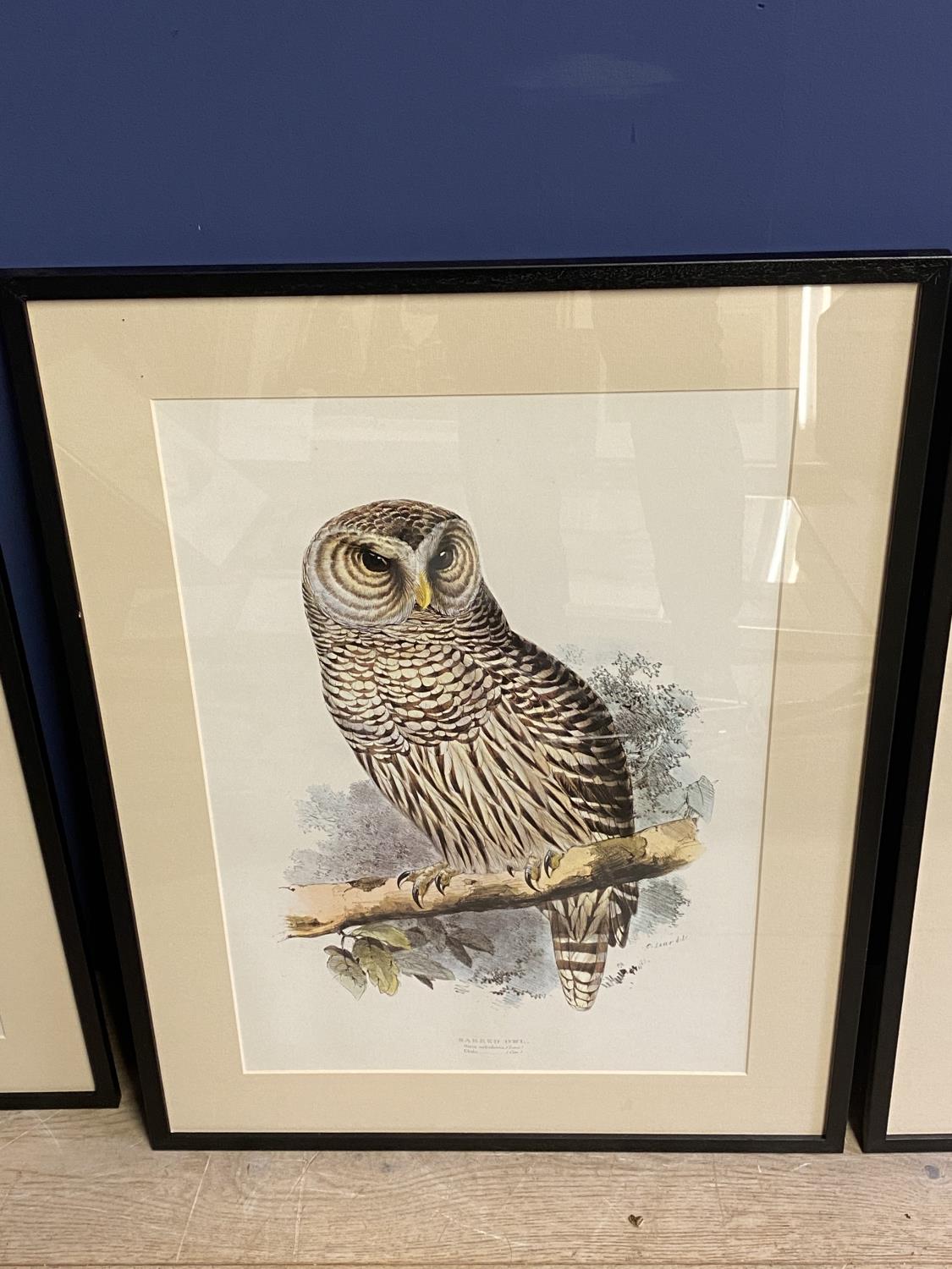 AFTER Edward Lear (1812-1888) Set of 3 prints of hand coloured lithographs of owls - Image 3 of 4