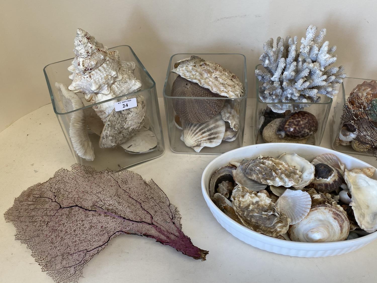 Quantity of shells and coral CONDITION: general wear etc - Image 2 of 2