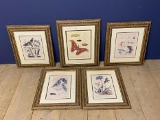 Set of 5 framed and glazed coloured prints depicting butterflies. Condition - faded