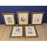 Set of 5 framed and glazed coloured prints depicting butterflies. Condition - faded