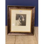 Framed oil painting study of a jack Russell. 15x13