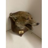 Taxidermy mounted fox mask with label. Very worn, see images