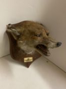 Taxidermy mounted fox mask with label. Very worn, see images