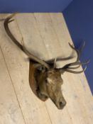 Taxidermy. Deer Head with antlers mounted on wooden shield