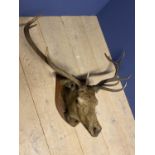 Taxidermy. Deer Head with antlers mounted on wooden shield