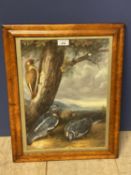 An oil painting scene with pigeons and kingfisher beside a tree in a birds eye maple frame. 39x28
