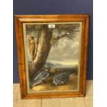 An oil painting scene with pigeons and kingfisher beside a tree in a birds eye maple frame. 39x28