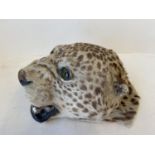 Taxidermy of a Leopard's head