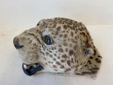 Taxidermy of a Leopard's head