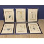 A set of six modern Botanical watercolours after PJ Redoute, Condition - all good, some minor