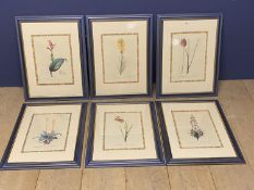 A set of six modern Botanical watercolours after PJ Redoute, Condition - all good, some minor