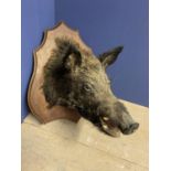 Taxidermy. Wild Boar Head mounted on wooden shield
