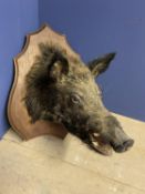 Taxidermy. Wild Boar Head mounted on wooden shield