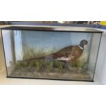 Taxidermy of a cock pheasant naturalistic surroundings in in wooden glazed display case CONDITION: