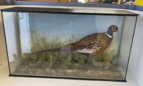 Taxidermy of a cock pheasant naturalistic surroundings in in wooden glazed display case CONDITION: