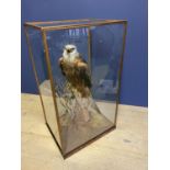 Taxidermy Mounted Red Kite in glass case with slight crack, CITES Certificate