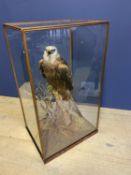 Taxidermy Mounted Red Kite in glass case with slight crack, CITES Certificate