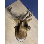 Taxidermy. Red Deer Head and neck with antlers mounted on wooden shield. Titled "Dell Lodge 1937