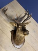 Taxidermy. Red Deer Head and neck with antlers mounted on wooden shield. Titled "Dell Lodge 1937