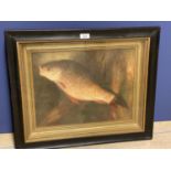 An ebonised framed oil painting of a carp on a riverbank. 41x31